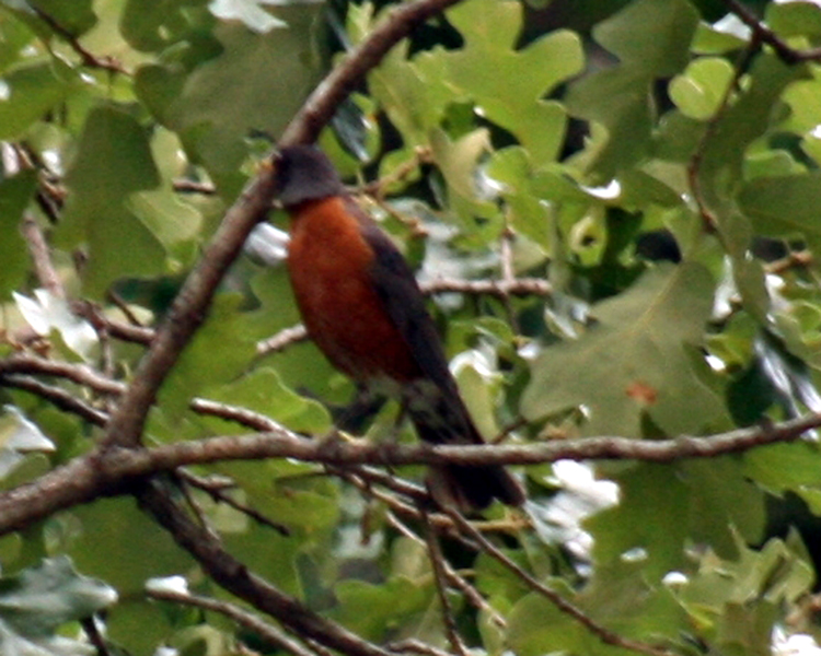 American Robin [Turdus migratorius] image at Lake Fork, Alba, Texas