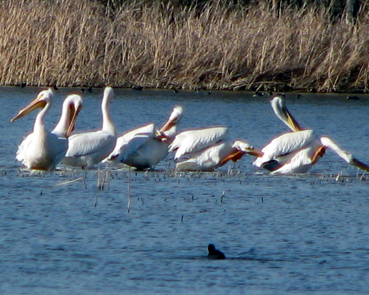 American White Pelican [Pelecanus erythrorhynchos] photographed at Lake Fork Alba, Texas