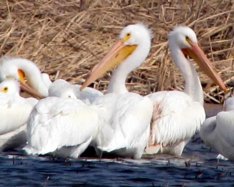 American White Pelican [Pelecanus erythrorhynchos] photographed at Lake Fork Alba, Texas