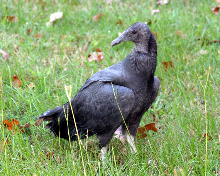 Black Vulture [Coragyps atratus] (Juvenile) photographed at Lake Fork Alba, Texas on Sep 25, 2009