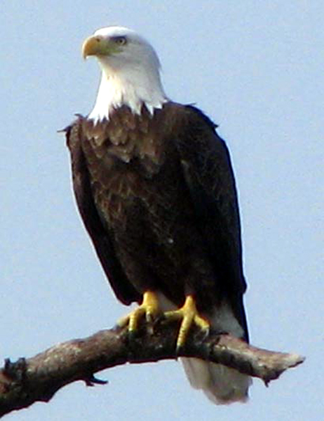 Bald Eagle [Haliaeetus leucocephalus] photo taken at  Lake Fork Alba, Texas on Jan 14, 2008