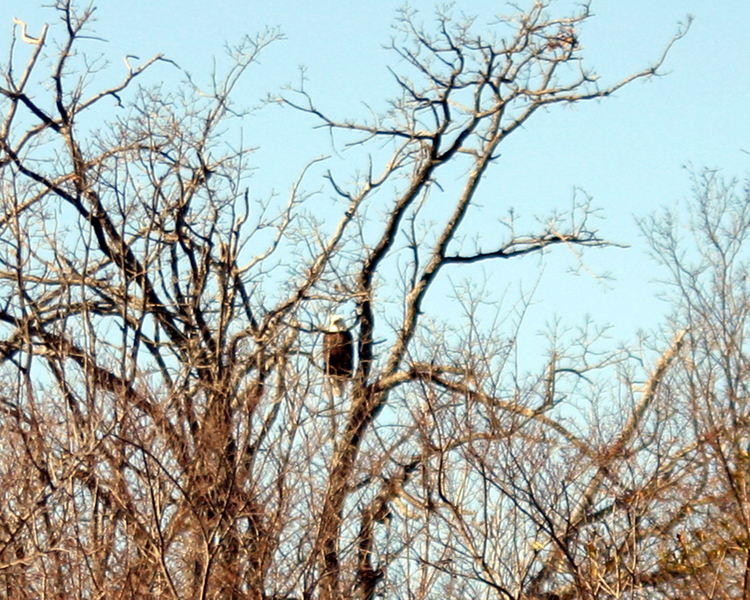 Bald Eagle [Haliaeetus leucocephalus] photo taken at  Lake Fork Alba, Texas on Feb 17, 2007