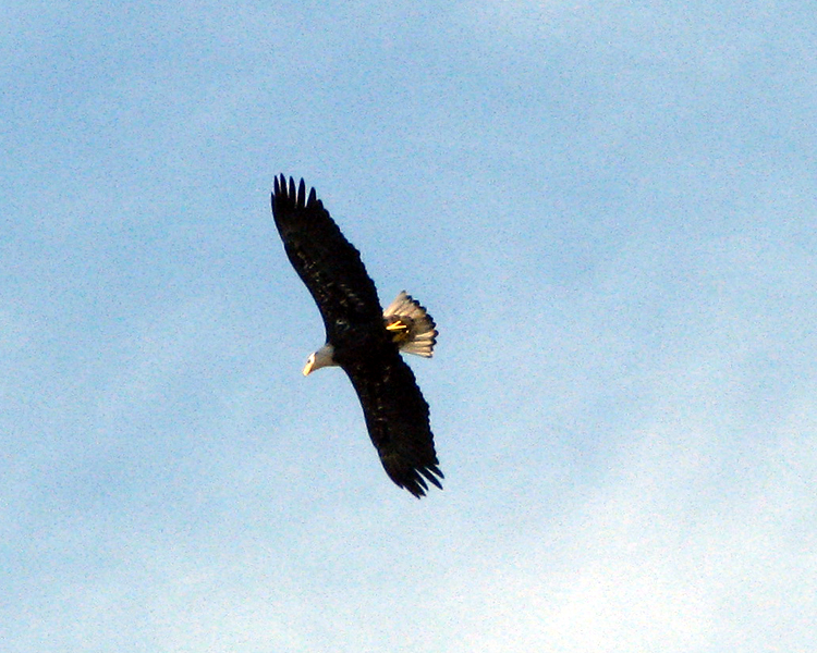 Bald Eagle [Haliaeetus leucocephalus] photo taken at  Lake Fork Alba, Texas on Sep 25, 2009