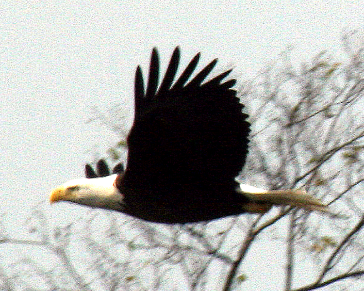 Bald Eagle [Haliaeetus leucocephalus] photo taken at  Lake Fork Alba, Texas on Nov 15, 2009