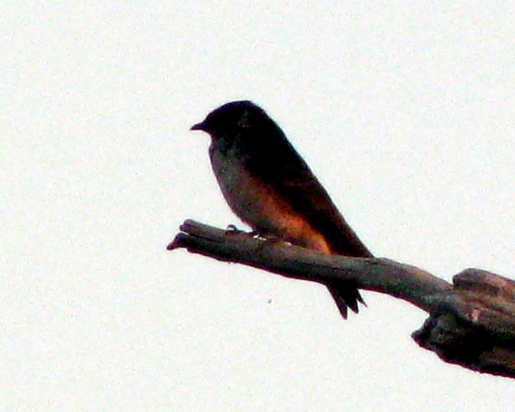 Barn Swallow [Hirundo rustica] photo taken at Lake Fork Alba, Texas on Jun 27, 2009
