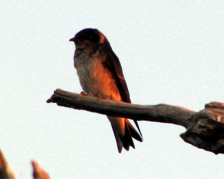 Barn Swallow [Hirundo rustica] photo taken at Lake Fork Alba, Texas on Jun 27, 2009