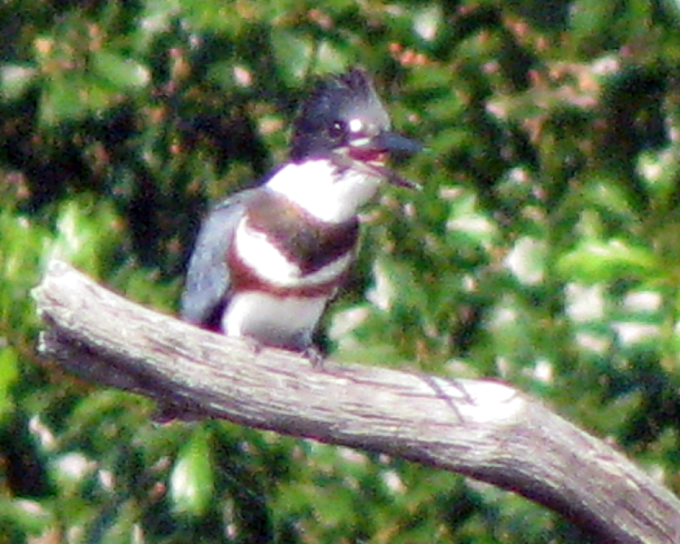 Belted Kingfisher [Megaceryle alcyon] photographed at Lake Fork Alba, Texas on Jun 27, 2009
