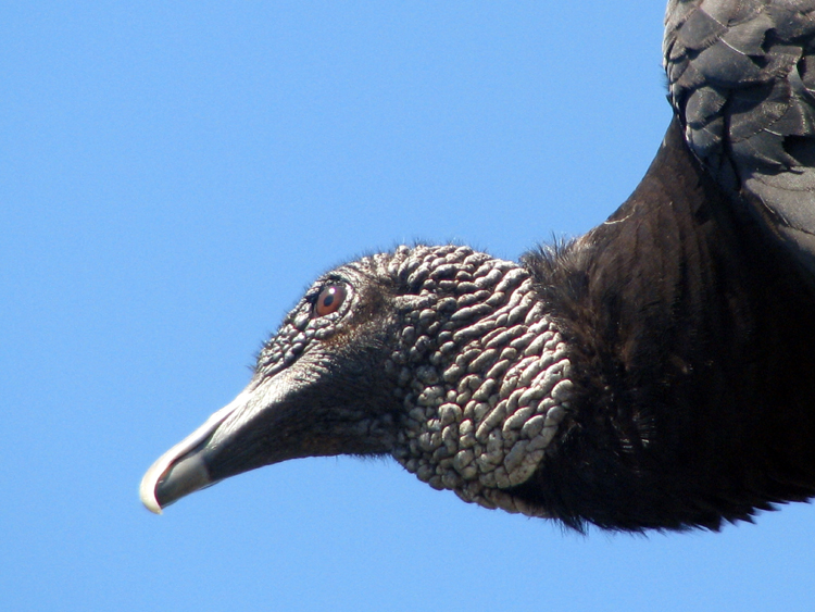 Black Vulture [Coragyps atratus] photographed at Lake Fork Alba, Texas on May 21, 2009