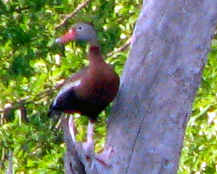 Black-bellied Whistling Duck [Dendrocygna autumnalis] photographed at Lake Fork Alba, Texas on Apr 16, 2009
