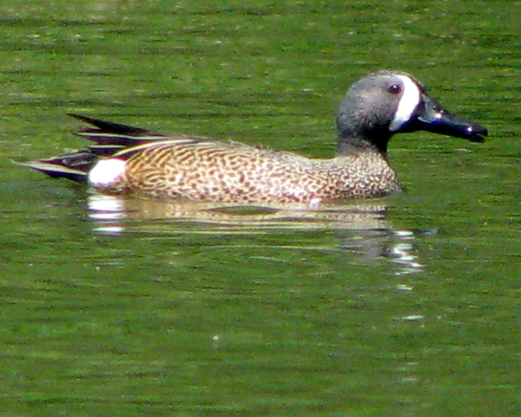 Blue-winged Teal Duck [Anas dicors] photographed at Lake Fork Alba, Texas on Apr 21, 2009