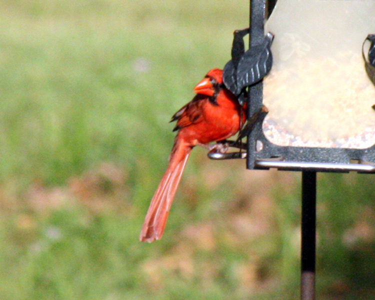 Northern Cardinal [Cardinalis cardinalis] photographed at Lake Fork Alba, Texa on Apr 25, 2009