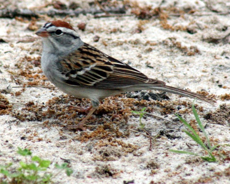 Chipping Sparrow [Spizella passerina] photographed at Lake Fork Alba, Texas on Apr 15, 2009 