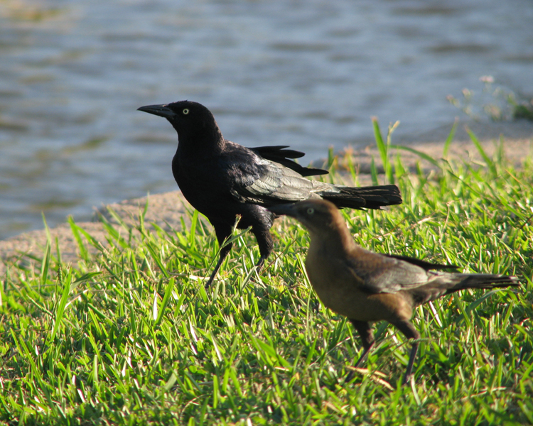 Common Grackle [Quiscalus quiscula] photographed in Bedford, Texas on Sep 28, 2009