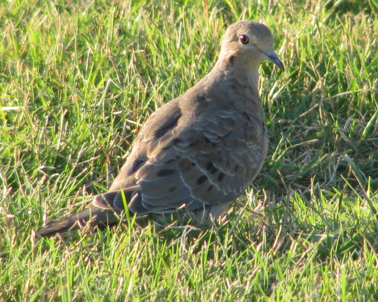 Mourning Dove [Zenaida macroura] photographed at Lake Fork Alba, Texas