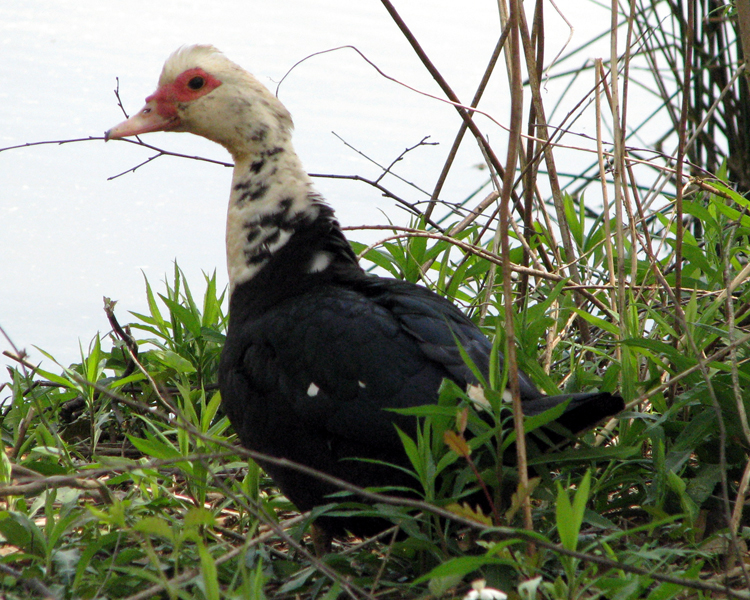 Common Muskovy Duck [Cairina moschata] photographed in Big Sandy, Texas