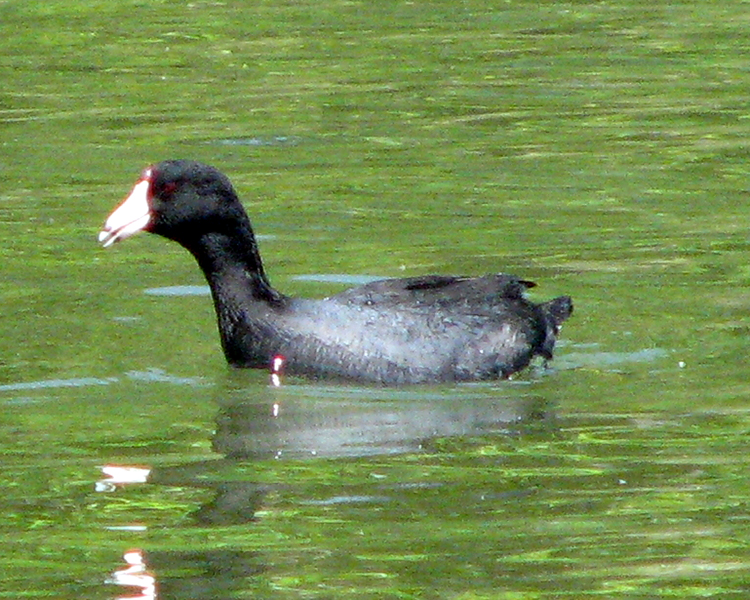 Coot [Fulica americana] photographed at Lake Fork Alba, Texas on Apr 21, 2009