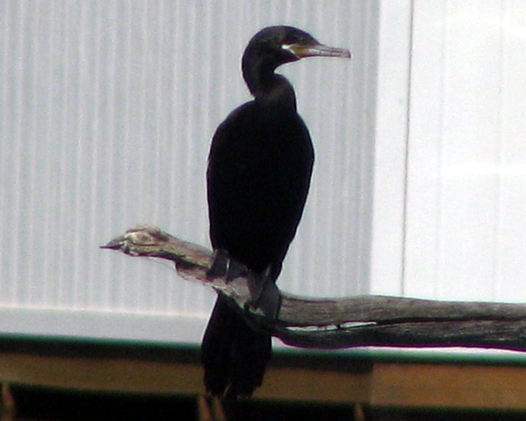 Neotropic Cormorant [Phalacrocorax brasilianus] photographed at Lake Fork Alba, Texas on May 21, 2009