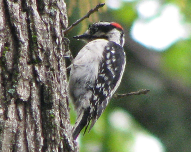 Downy Woodpecker [Picoides pubescens] photographed at Lake Fork Alba, Texas on Mar 28, 2009