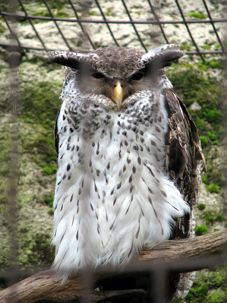 Forest Eagle Owl [Bubo nipalensis] photographed at Jardin des Plantes Paris, France on Mar 29, 2008