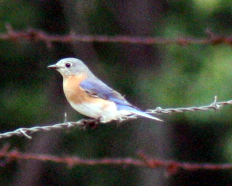 Eastern Bluebird [Sialia sialis] photographed at Lake Tawakoni Wills Point, Texas on Apr 25, 2009