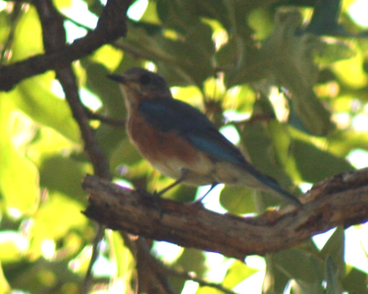 Eastern Bluebird [Sialia sialis] photographed at Lake Fork Alba, Texas on Jul 4, 2009