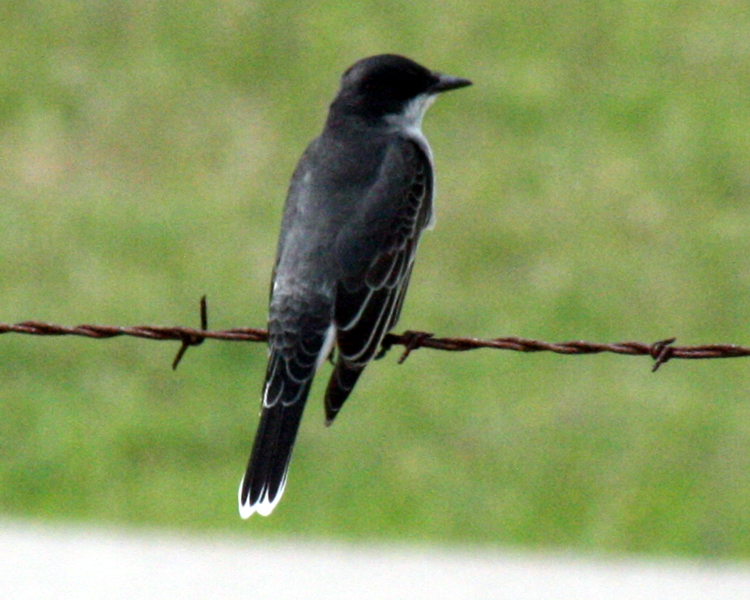 Eastern Kingbird [Tyrannus tyrannus] photographed at Lake Tawakoni Wills Point, Texas on Apr 25, 2009