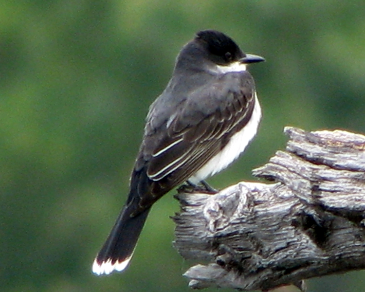 Eastern Kingbird [Tyrannus tyrannus] photographed at Lake Fork Alba, Texas on May 10, 2009