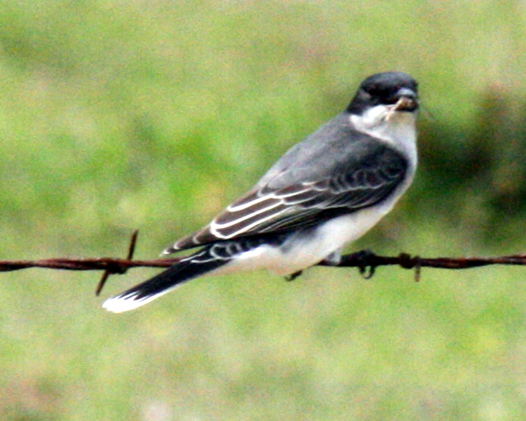 Eastern Kingbird [Tyrannus tyrannus] photographed at Lake Tawakoni Wills Point, Texas on Apr 25, 2009