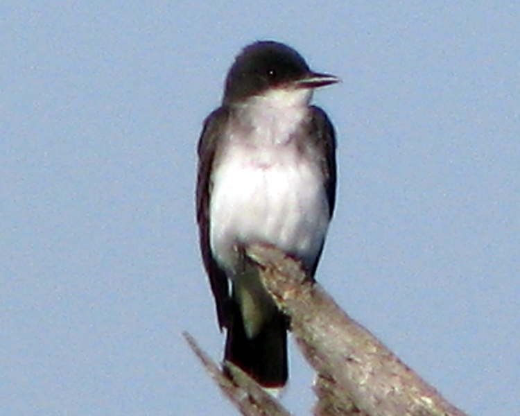 Eastern Kingbird [Tyrannus tyrannus] photographed at Lake Fork Alba, Texas on Jun 5, 2009