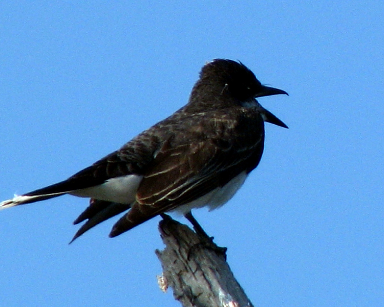 Eastern Kingbird [Tyrannus tyrannus] photographed at Lake Fork Alba, Texa on Jun 27, 2009