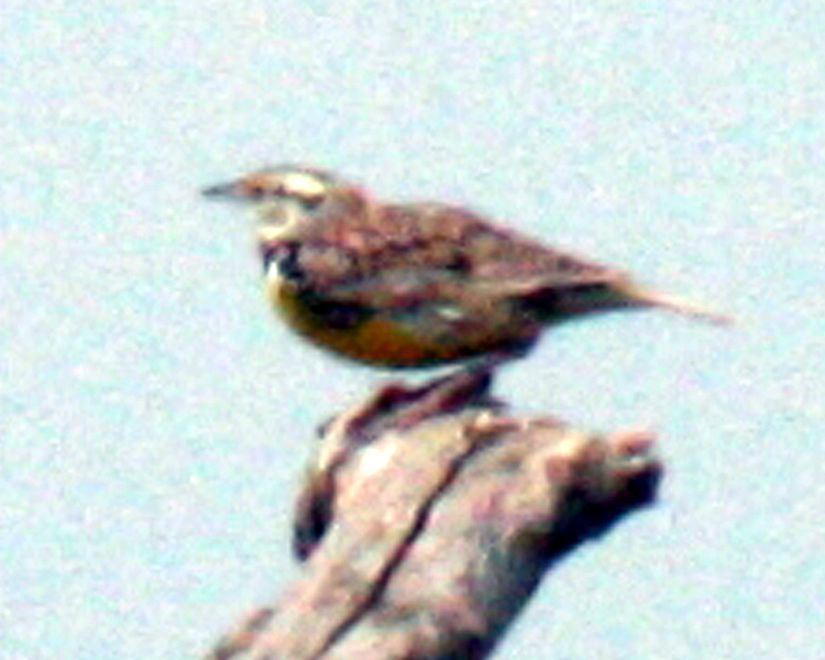 Eastern Meadowlark [Sturnella magna] photographed at Lake Tawakoni Wills Point, Texas on Apr 25, 2009