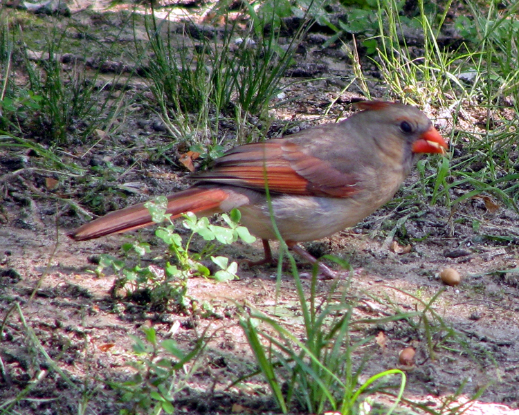 Northern Cardinal [Cardinalis cardinalis] photographed at Lake Fork Alba, Texa on May 26, 2009