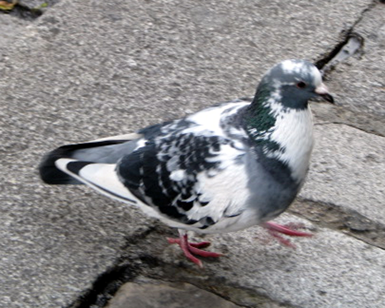 Feral Pigeon photographed in Paris, France on Nov 25, 207