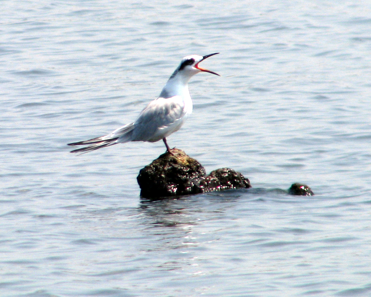 Forster's Tern [Sterna forsteri] photographed at Lake Fork Alba, Texas on Sep 6, 2009