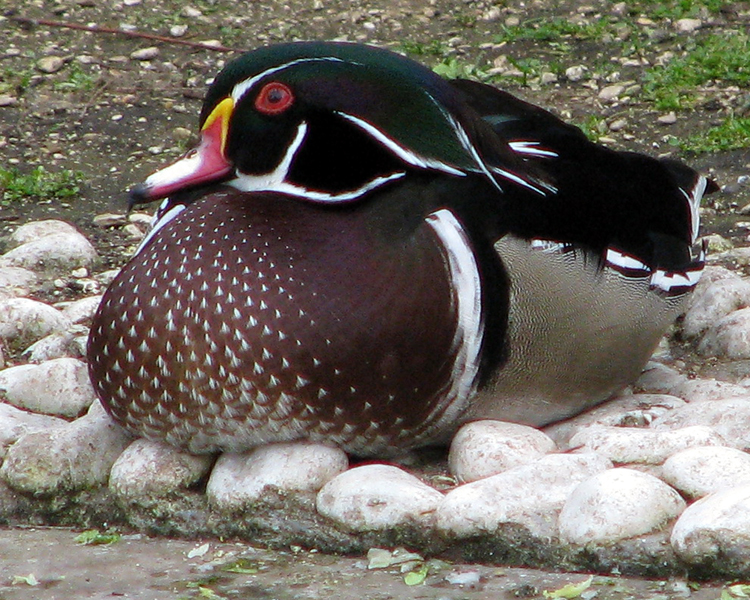 Wood Duck [Aix sponsa] photographed at Jardin des Plantes Paris, France