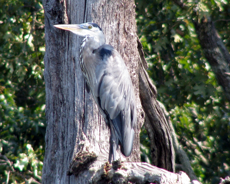 Great Blue Heron [Ardea Herodian] photographed at Lake Fork, Texas on Sep 7, 2009