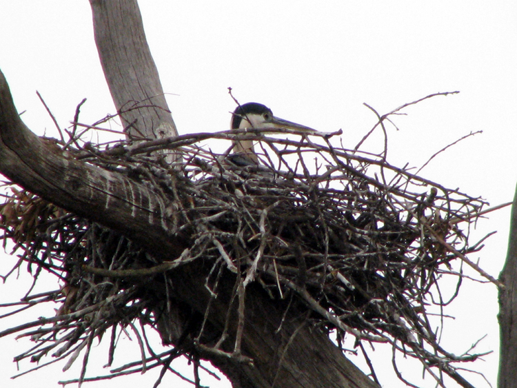Great Blue Heron [Ardea Herodian] photographed at Lake Fork, Texas on Jun 2, 2009