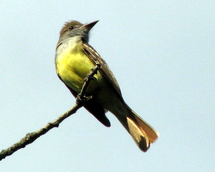 Great Crested Flycatcher [Myiarchus crinitus] photographed at Lake Fork Alba, Texas on Jun 7, 2009