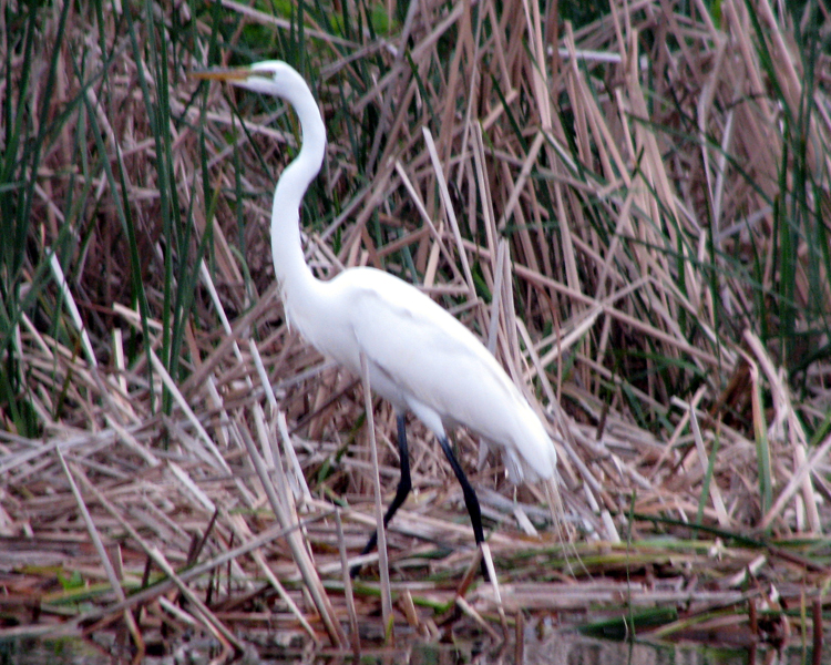 Great Egret [Ardea alba] photographed at Lake Fork Alba, Texas on May 7, 2009