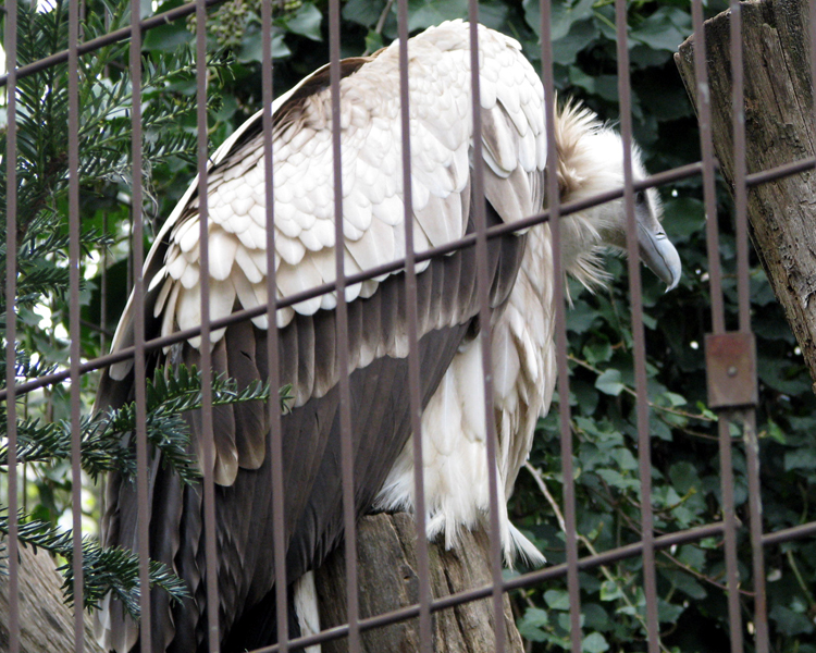 Griffon Vulture [Gyps fulvus] photographed at Jardin des Plantes Paris, France on Mar 29, 2008