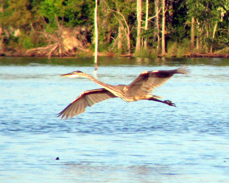 Great Blue Heron [Ardea Herodian] photographed at Lake Fork, Texas on Jul 6, 2009