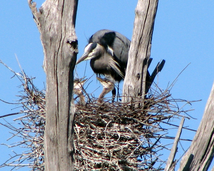 Great Blue Heron [Ardea Herodian] photographed at Lake Fork, Texas on Mar 29, 2009