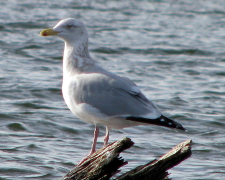 Herring Gull [Larus argentatus] photographed at Lake Fork
