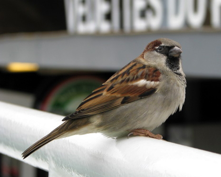 House Sparrow [Passer domesticus] photographed at Paris, France on Jan 19, 2008