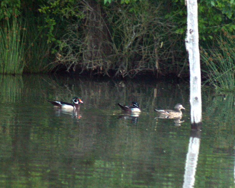 Wood Duck [Aix sponsa] photographed at Lake Fork Alba, Texas on May 21, 2009