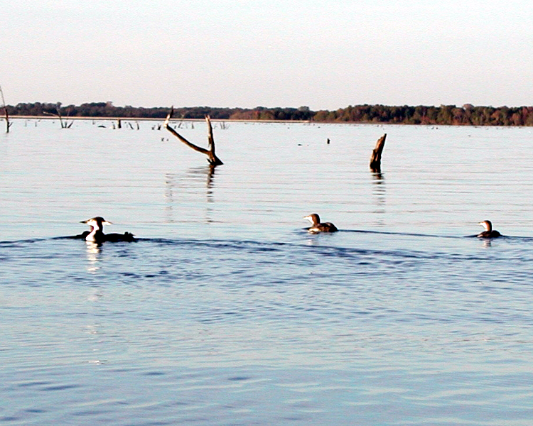 Common Loons [Gavia immer] with loonies photographed at Lake Fork Alba, Texas on Dec 3, 2005