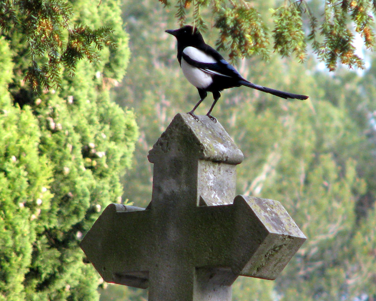 European Magpie [Pica pica] Phoiographed in Carcassone, France