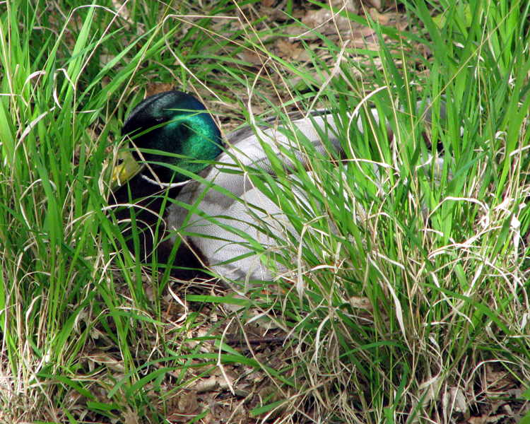 Mallard Duck [Anas Platyrhynchos] photographed at Bois de Boulogne Paris, France on Apr 28, 2008