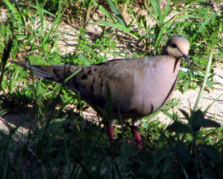 Mourning Dove [Zenaida macroura] photographed at Lake Fork Alba, Texas on Jul 19, 2009