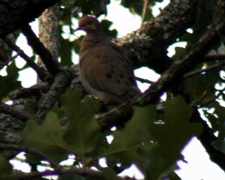 Mourning Dove [Zenaida macroura] photographed at Lake Fork Alba, Texas on Jun 6, 2009